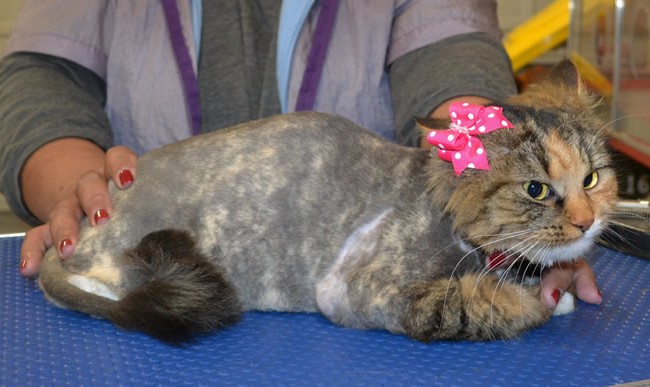 Samantha is a medium hair domestic.