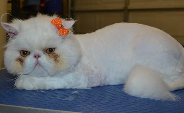 Lilly is a Persian.