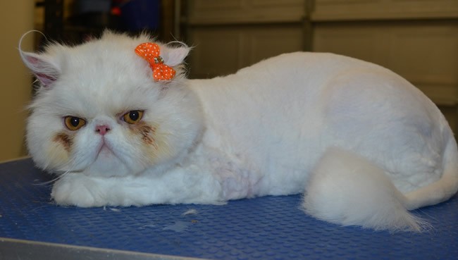 Lilly is a Persian.