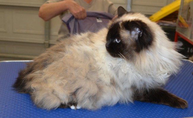 Coco is a Ragdoll.