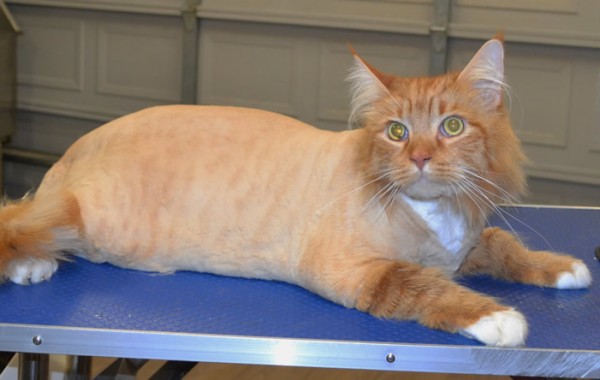 Archie is a 14kgs Maine Coon.
