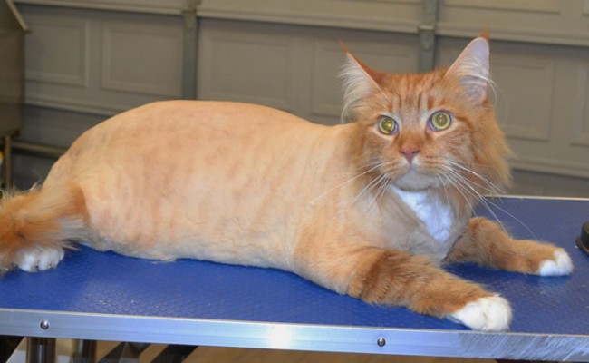 Archie is a 14kgs Maine Coon.