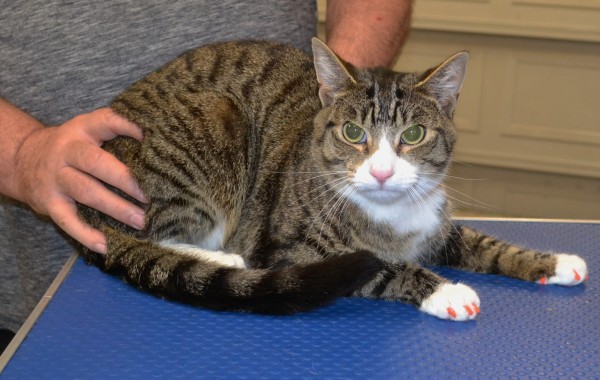 Sheldon is a Short Hair Domestic with Softpaws.
