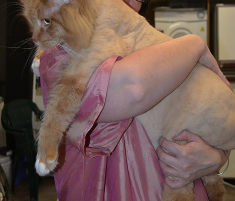 Archie is a 14kgs Maine Coon.