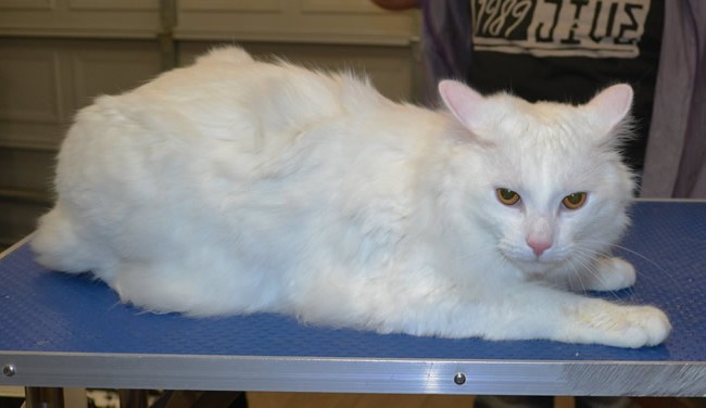 Jinx is a medium hair domestic.