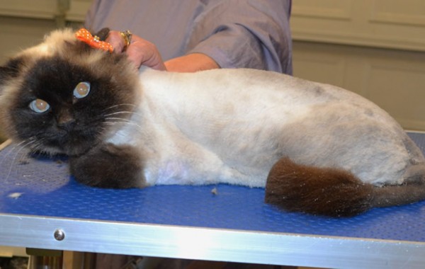 Coco is a Ragdoll.