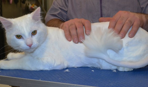 Jinx is a medium hair domestic.