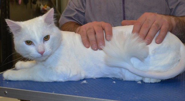 Jinx is a medium hair domestic.