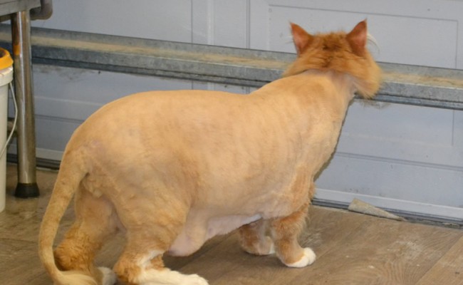 Archie is a 14kgs Maine Coon.