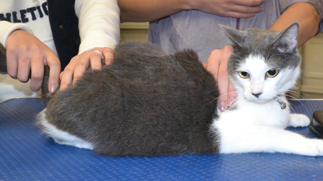 Kitkat is a short hair domestic.