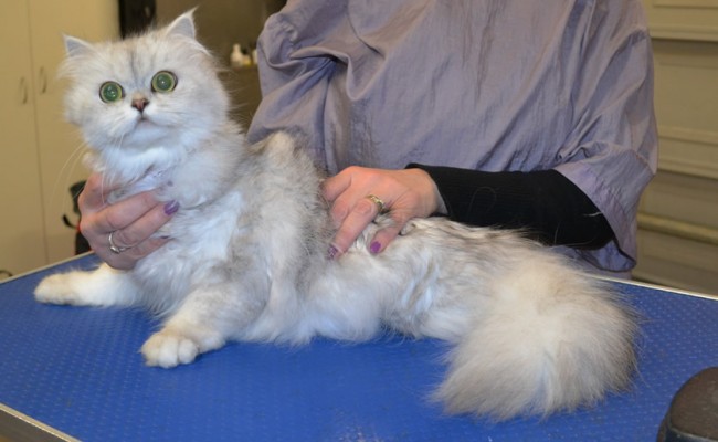 Tilla is a Chinchilla