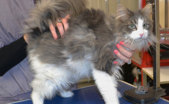 Wobbles is a Long Hair Domestic. She has a deformity with her cerebellar that makes it hard for her to balance