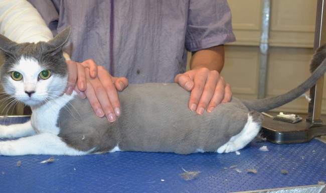 Kitkat is a short hair domestic.