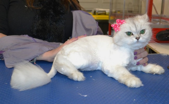 Tilla is a Chinchilla