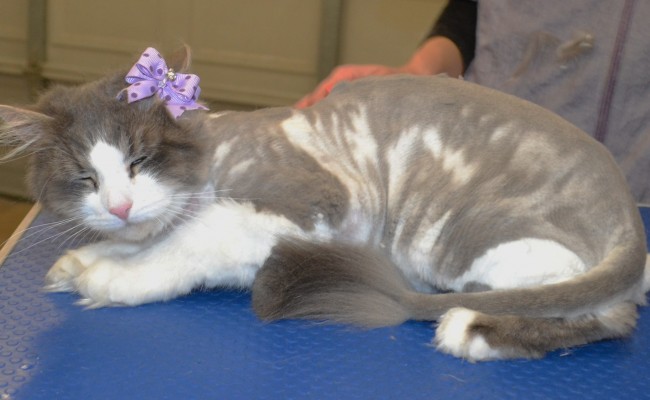 Wobbles is a Long Hair Domestic. She has a deformity with her cerebellar that makes it hard for her to balance