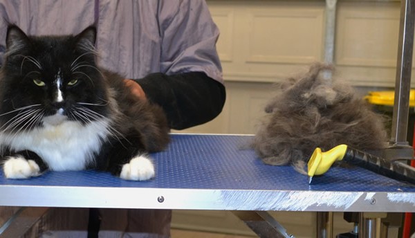 Puppet is a medium hair domestic.