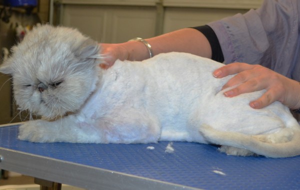Romeo is a Persian Chinchilla.