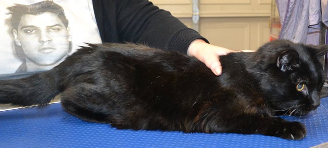 Chachi is a 20 yr old short hair domestic.