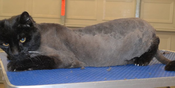 Chachi is a 20 yr old short hair domestic.