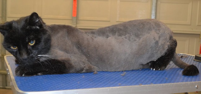 Chachi is a 20 yr old short hair domestic.