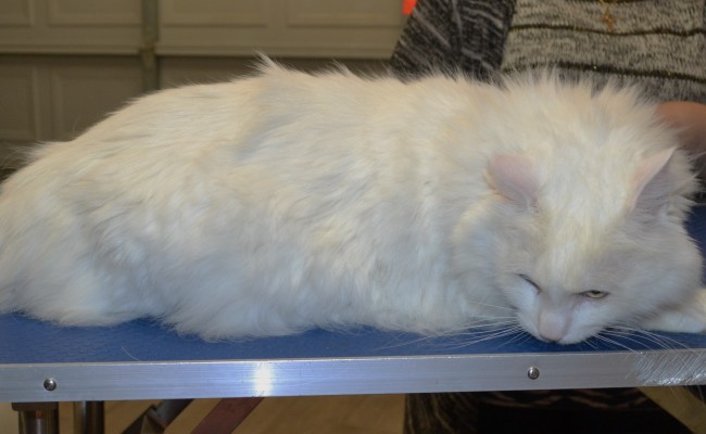 Kutsie is a Long Hair Domestic.