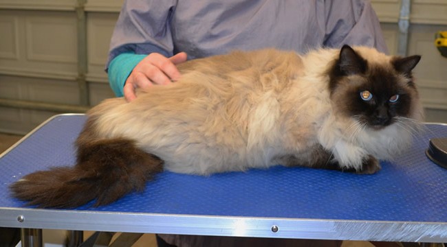 Gilbert is a Ragdoll.