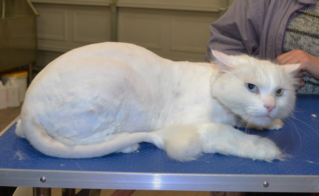 Kutsie is a Long Hair Domestic.