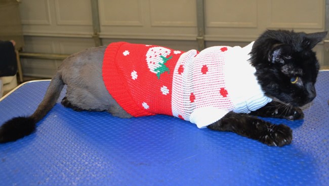 Chachi is a 20 yr old short hair domestic.