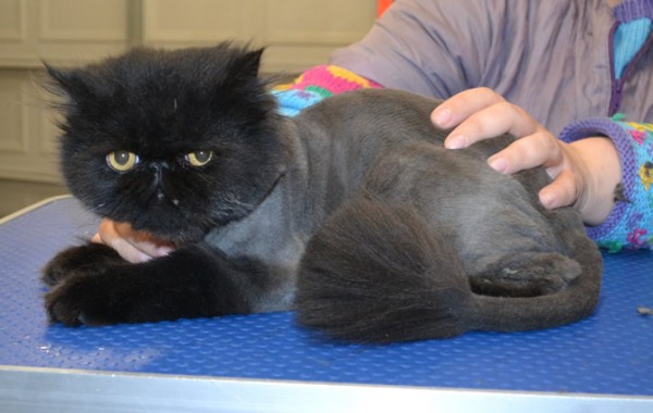 Yeezy is a Persian.