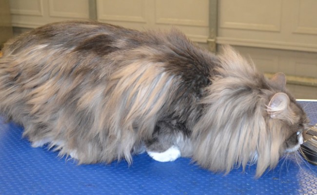 Gizmo is a long hair domestic.