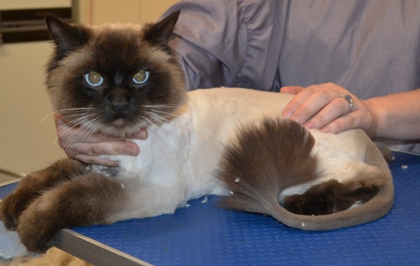 Gilbert is a Ragdoll.