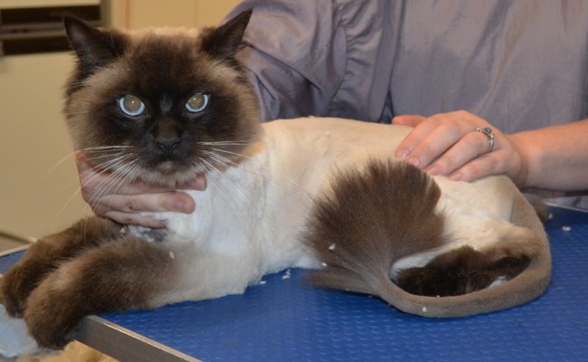 Gilbert is a Ragdoll.