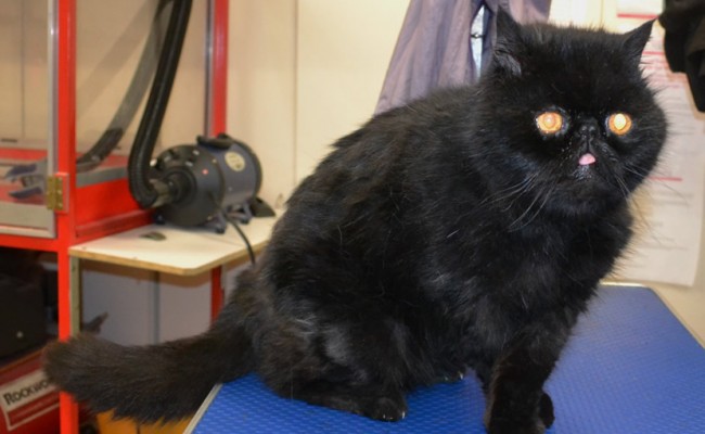 Snuffles is an Exotic Short Hair Persian.