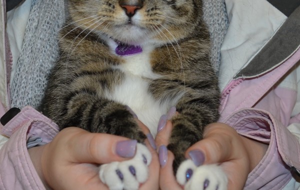 Truffles is a Short Hair with matching Softpaws to her mummy.