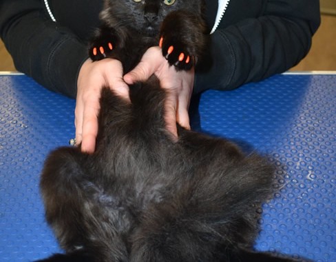 Scruffy is a 16 week old Med hair kitten with Softpaws on.