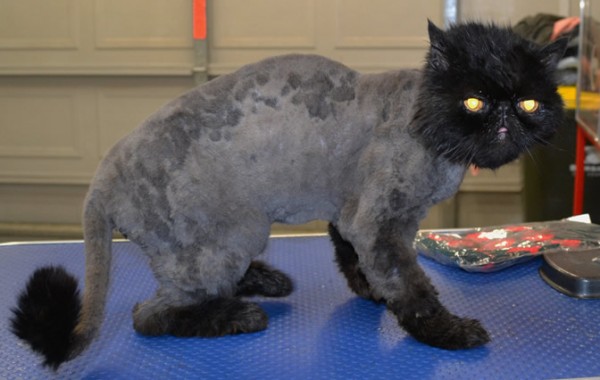 Snuffles is an Exotic Short Hair Persian.