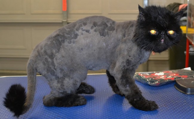 Snuffles is an Exotic Short Hair Persian.