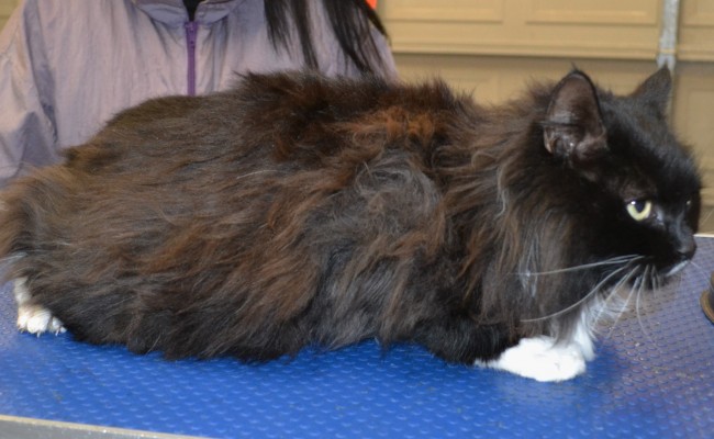 Miss is a medium hair domestic.