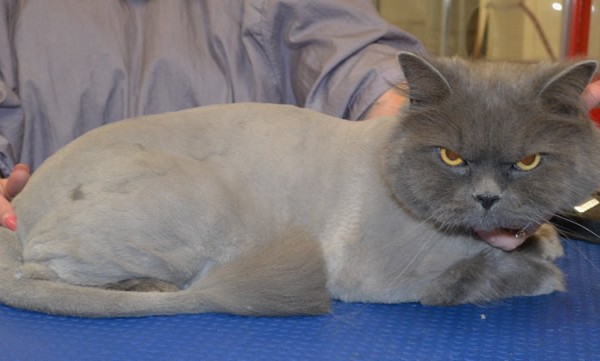 Bear is a Burman X Persian.