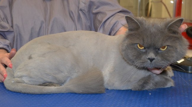 Bear is a Burman X Persian.