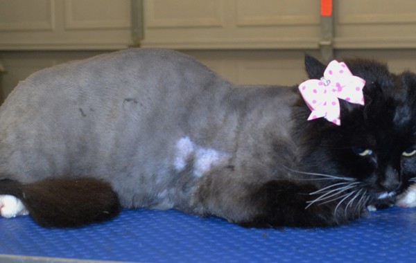 Miss is a medium hair domestic.