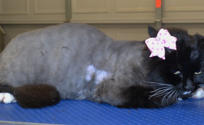 Miss is a medium hair domestic.