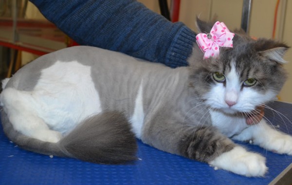 Ellie is a long hair domestic.