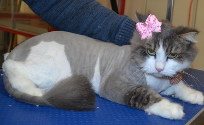Ellie is a long hair domestic.