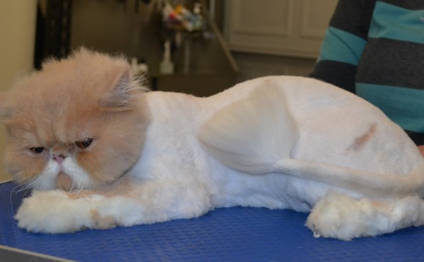 George is a Persian