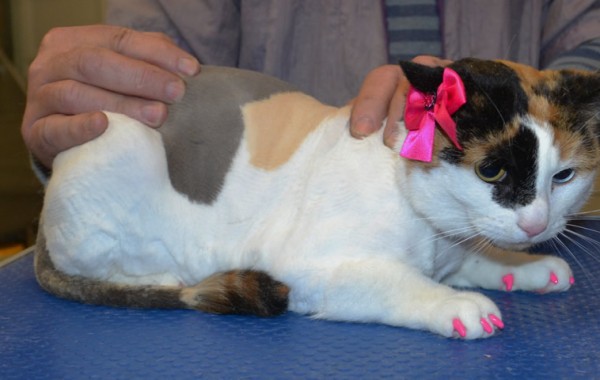 Lilly is a short hair domestic with Softpaws on.