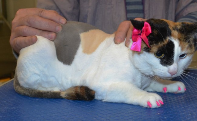 Lilly is a short hair domestic with Softpaws on.