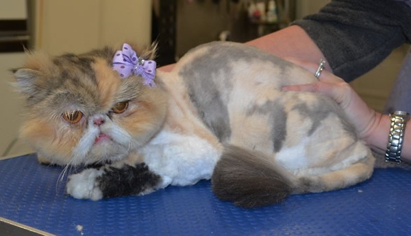 Poppy is a Persian.