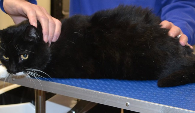 MJ is a medium hair domestic.