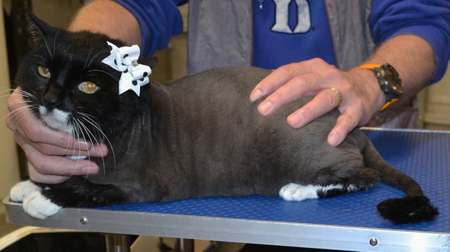 MJ is a medium hair domestic.